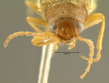 Media type: image;   Entomology 2546 Aspect: head frontal view